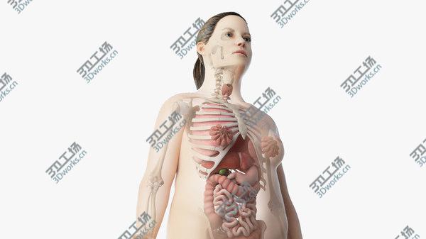 images/goods_img/20210312/Obese Female Skin, Skeleton And Organs 3D/1.jpg